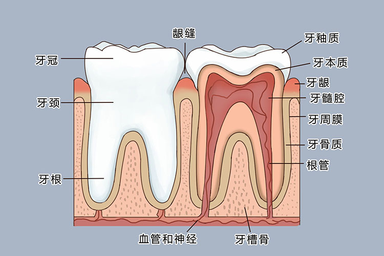 牙齿外部组成结构图